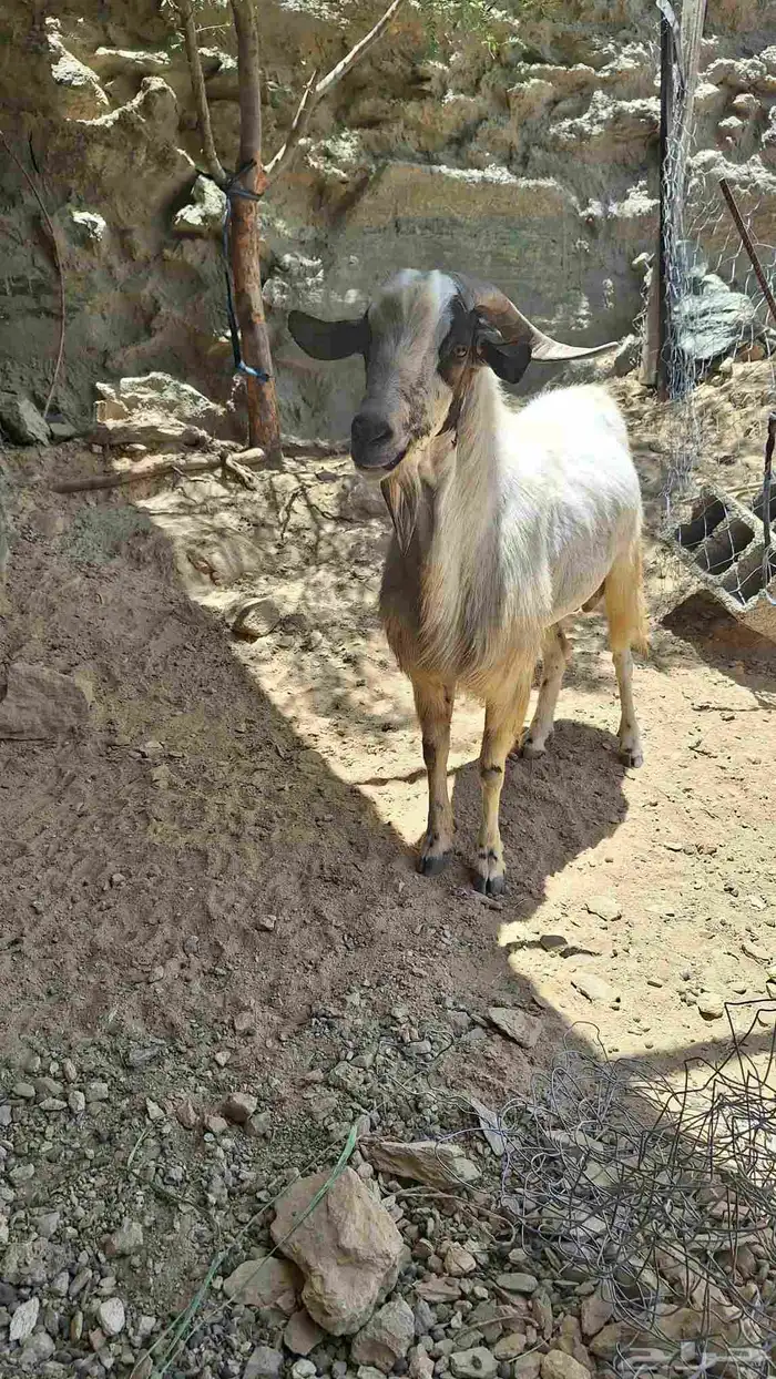 معزا 0