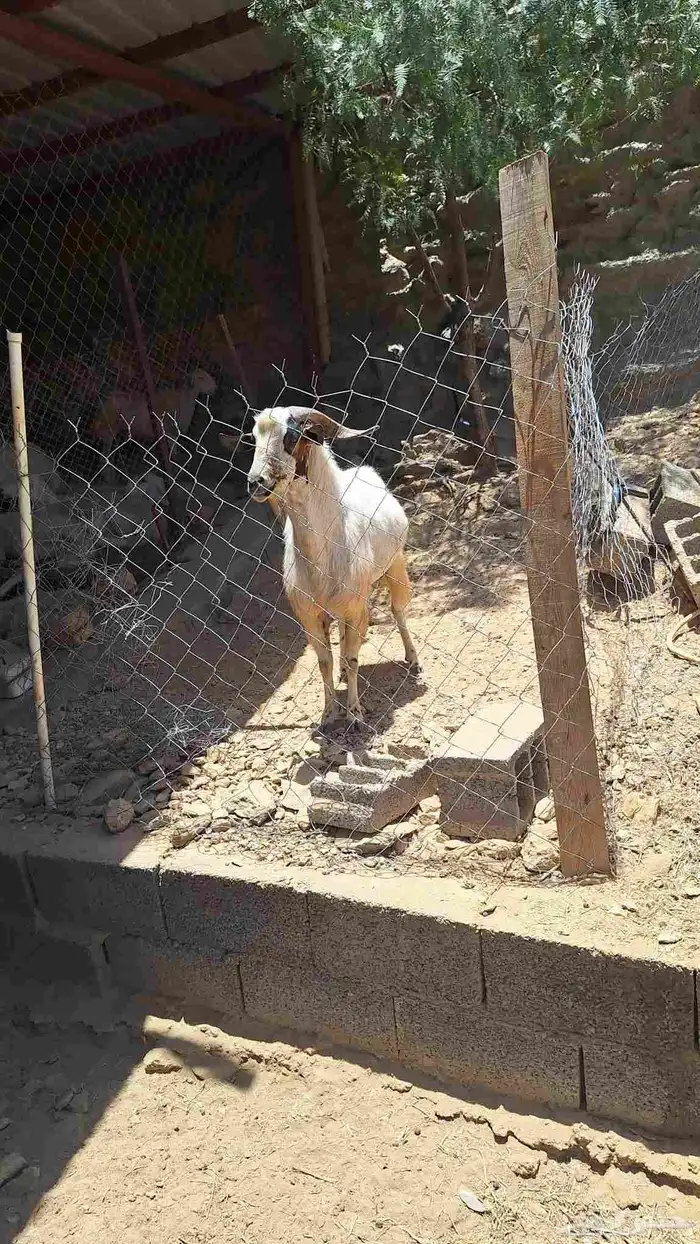 معزا 5