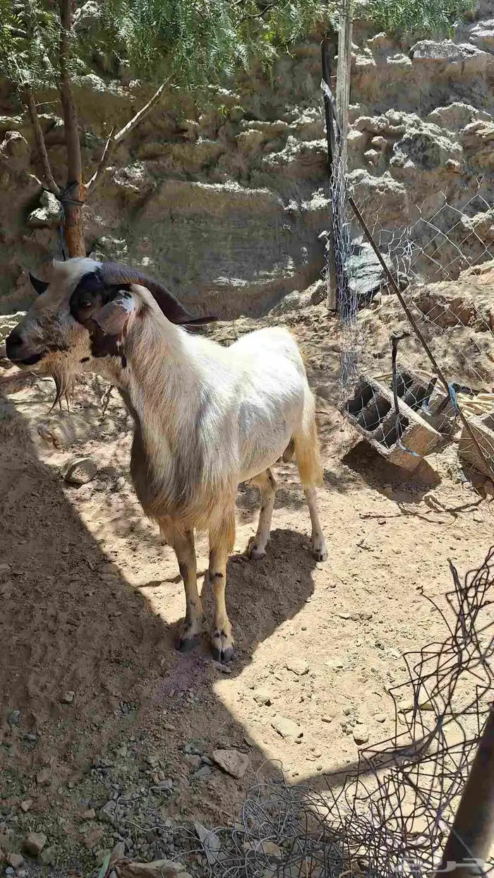 معزا 3