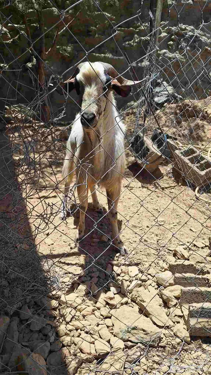 معزا 1