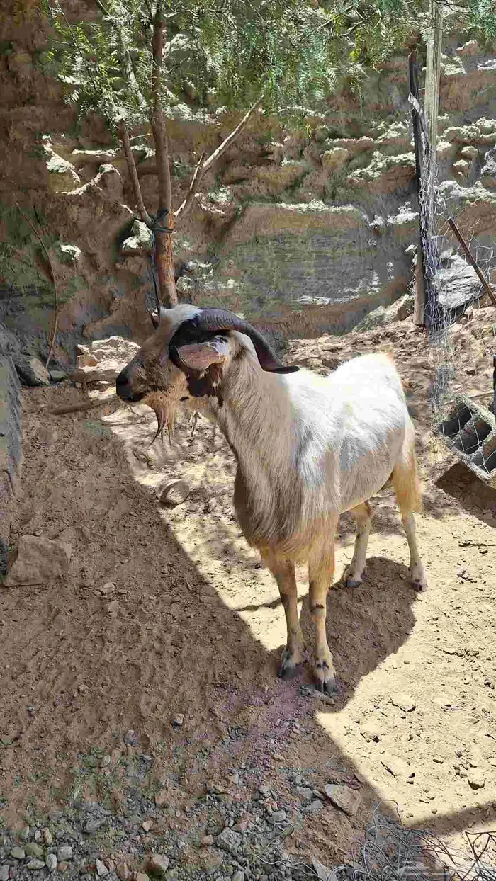 معزا 2