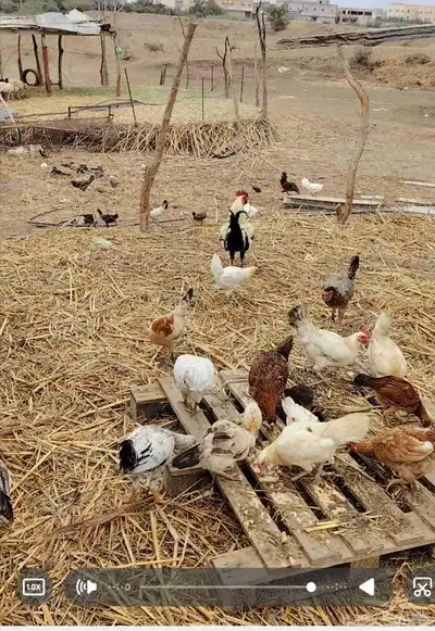 دجاج بلدي للبيع 1