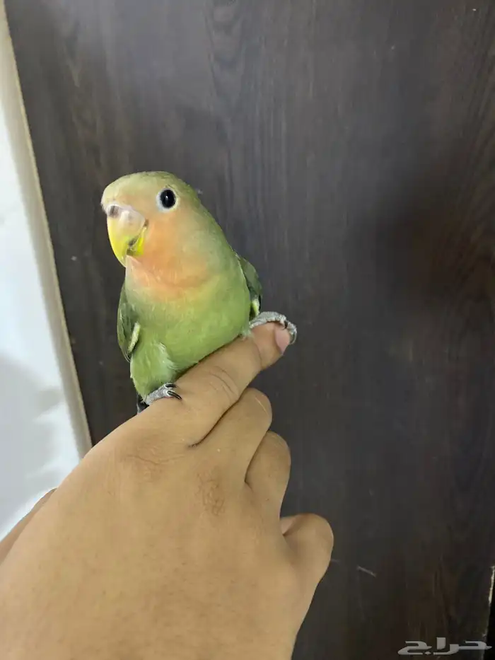 طيار روز تربيه في خوف على السوم في كساح 1