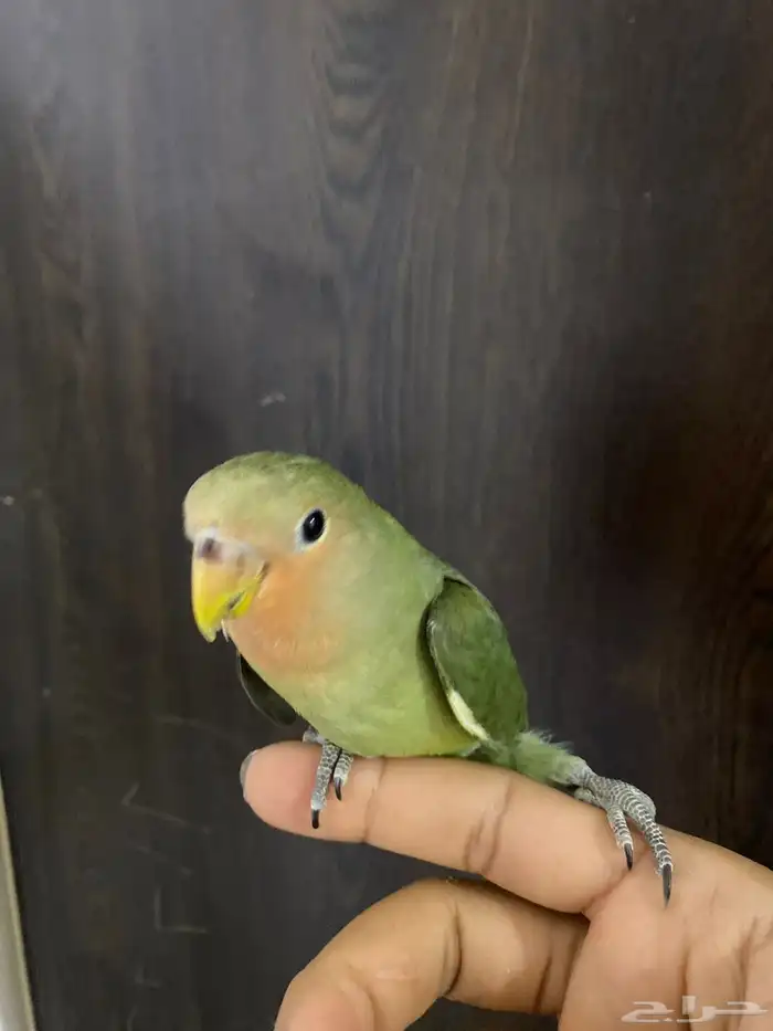 طيار روز تربيه في خوف على السوم في كساح 0