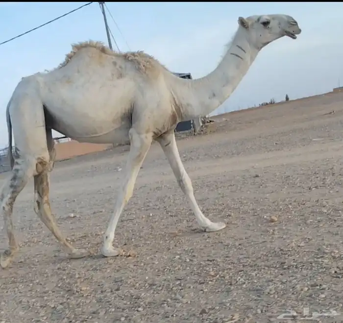 لقيه وضحى كفو 1
