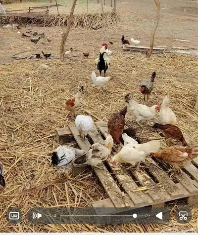 دجاج بلدي للبيع 4