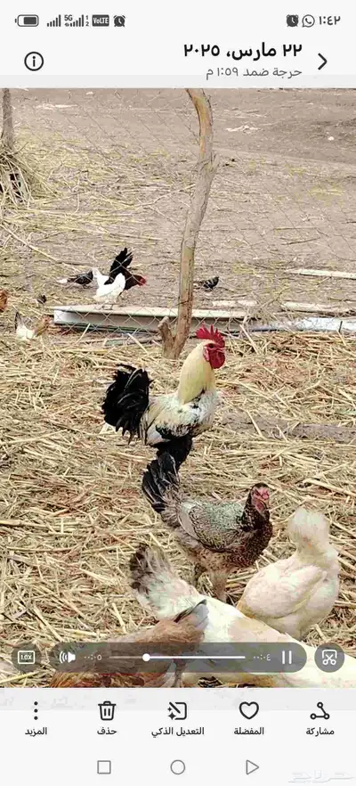 دجاج بلدي للبيع 3