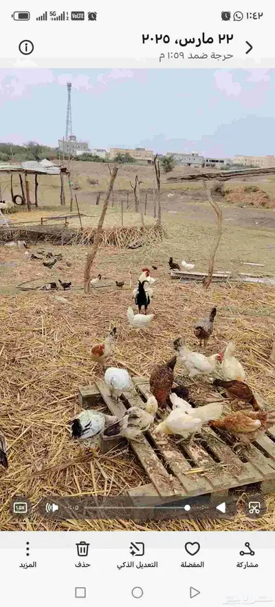 دجاج بلدي للبيع 0