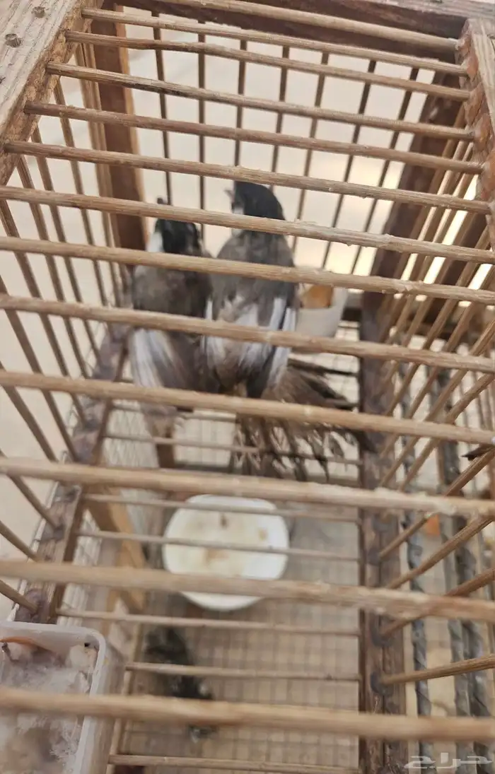 تم البيع حبتين بلابل اخوان بهم طفره قويه بالجناح 7