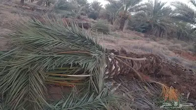 يوجد لدينا جميع انواع النخيل والشبوك 2