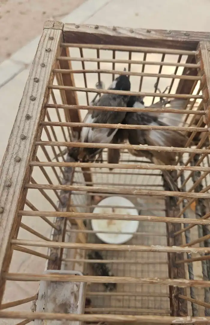 تم البيع حبتين بلابل اخوان بهم طفره قويه بالجناح 5