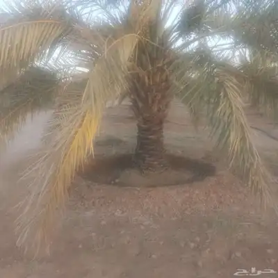 يوجد لدينا جميع انواع النخيل والشبوك 5