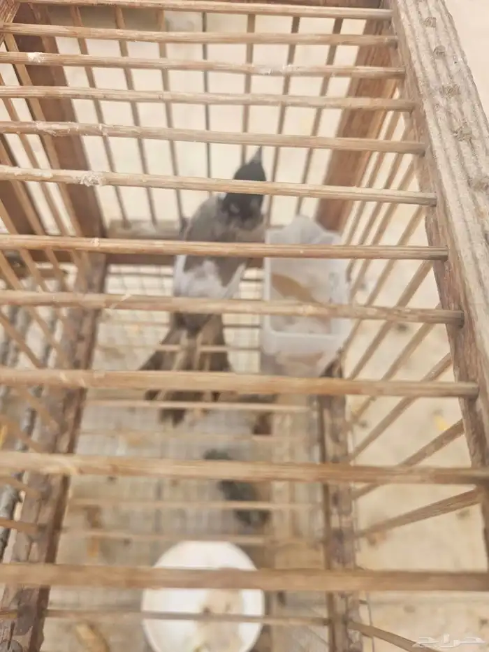 تم البيع حبتين بلابل اخوان بهم طفره قويه بالجناح 3