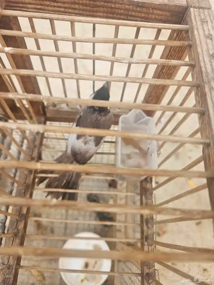 تم البيع حبتين بلابل اخوان بهم طفره قويه بالجناح 0