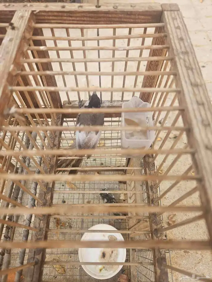 تم البيع حبتين بلابل اخوان بهم طفره قويه بالجناح 2