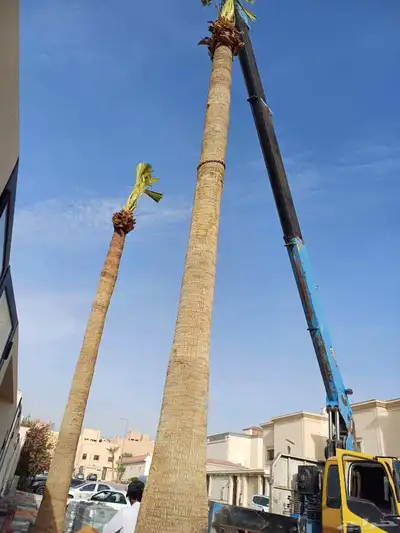 واشنطني زينه أمريكي وجمع الاطوال والمقاسات 3
