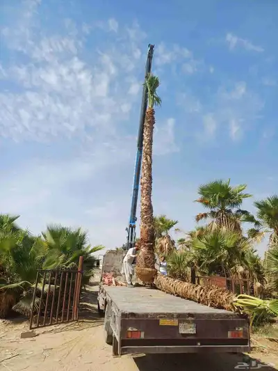 واشنطني زينه أمريكي وجمع الاطوال والمقاسات 1