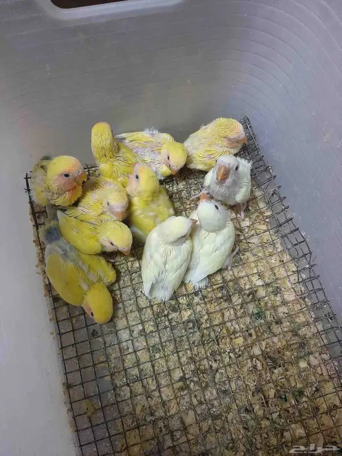 البيع فروخ روز غر صحه ونظافه والموقع الاحساء المبرز 0