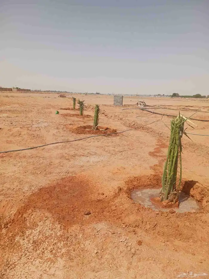 يوجد لدينا جميع انواع النخيل المثمرة وزينه 7