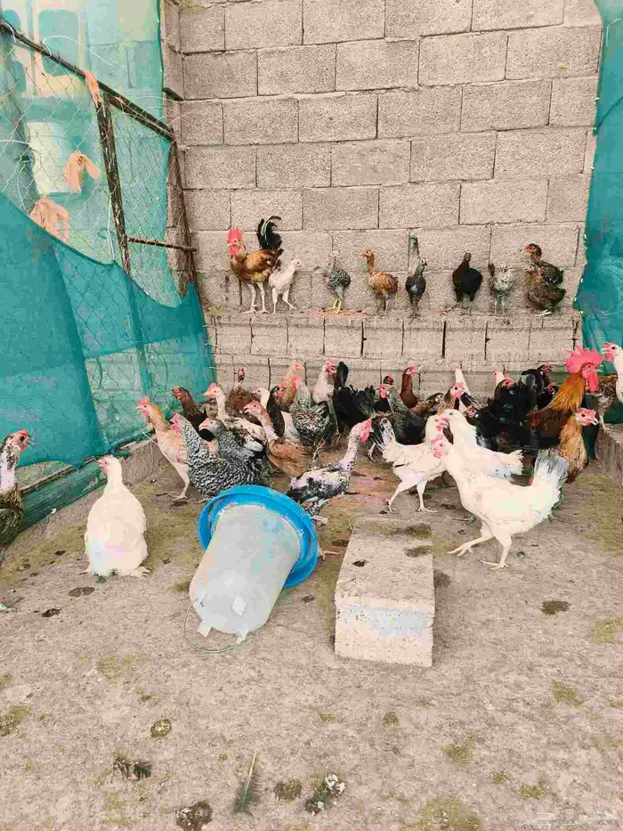 دجاج بلدي للبيع اسفل عقبة برمه في ثلوث المنظر 6