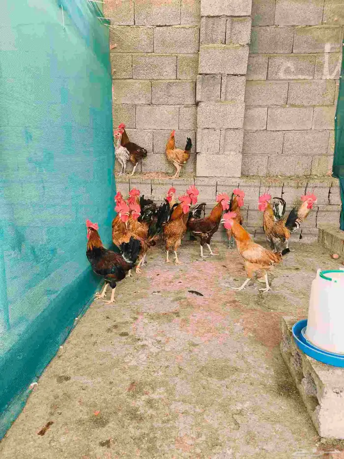 دجاج بلدي للبيع اسفل عقبة برمه في ثلوث المنظر 0
