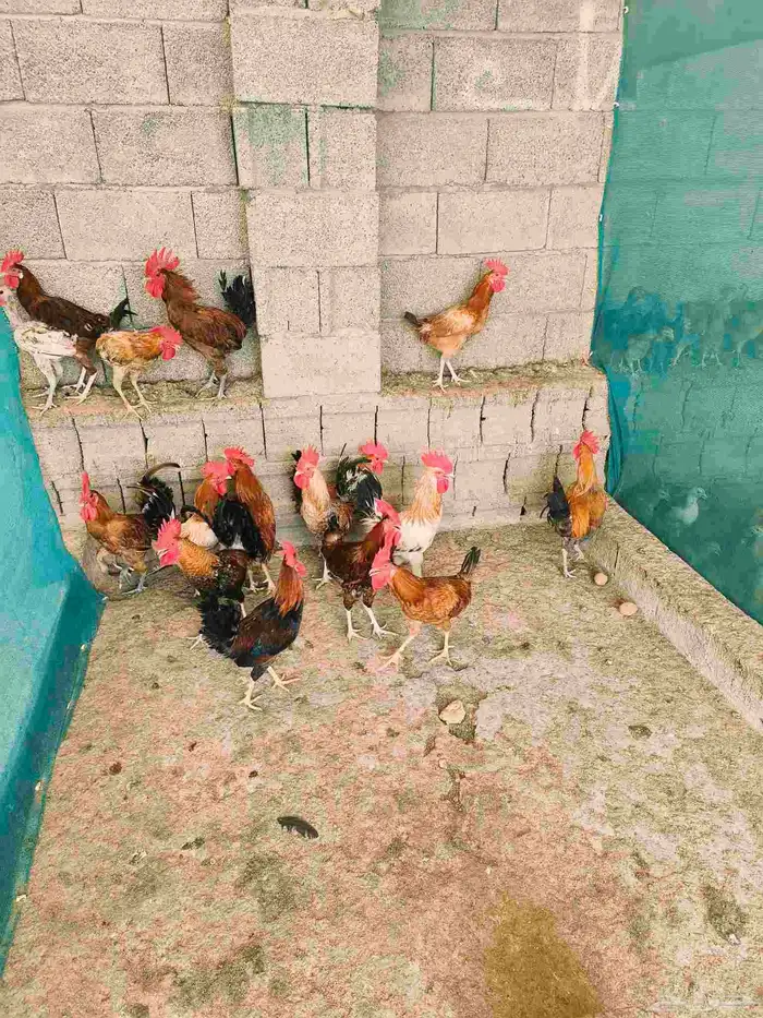 دجاج بلدي للبيع اسفل عقبة برمه في ثلوث المنظر 4