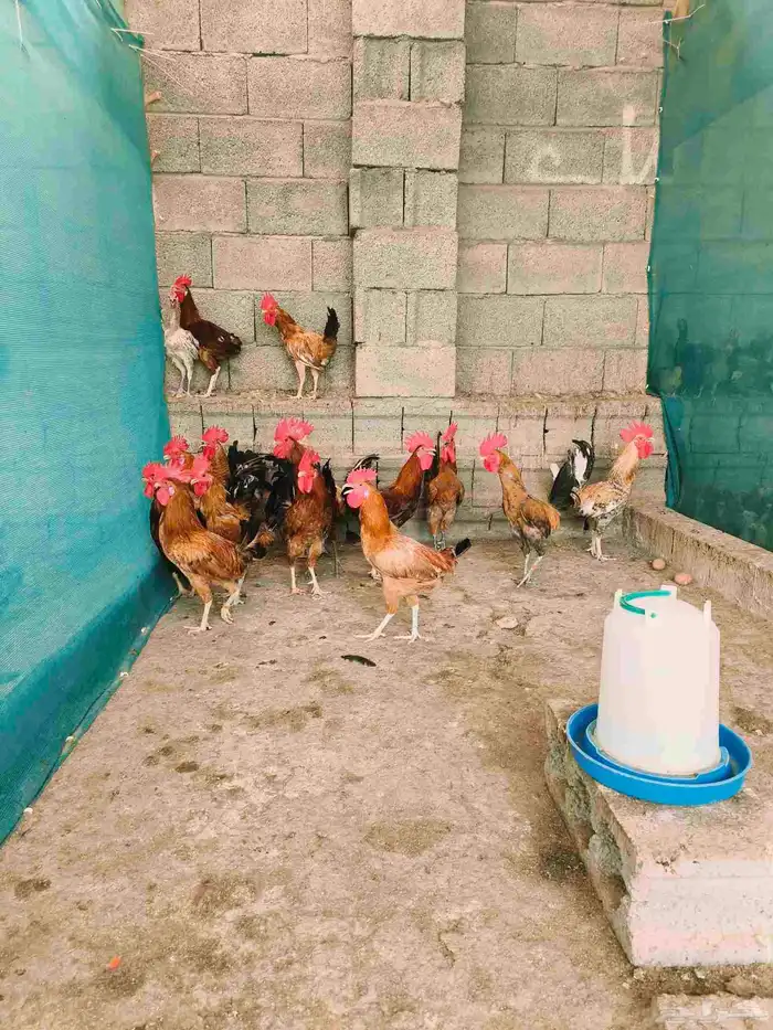 دجاج بلدي للبيع اسفل عقبة برمه في ثلوث المنظر 1
