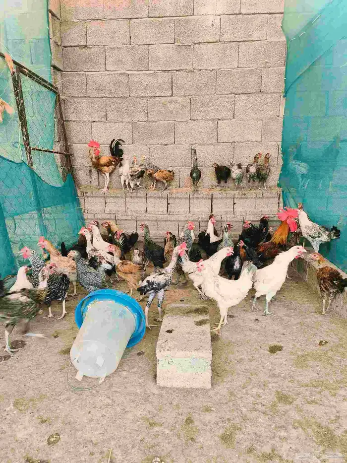 دجاج بلدي للبيع اسفل عقبة برمه في ثلوث المنظر 8