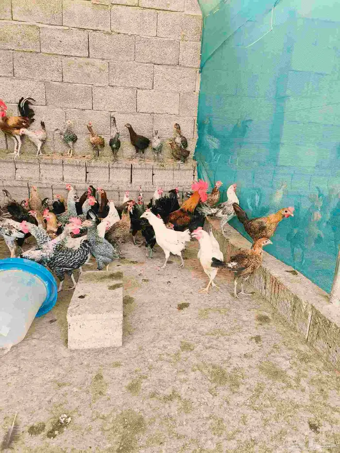دجاج بلدي للبيع اسفل عقبة برمه في ثلوث المنظر 3