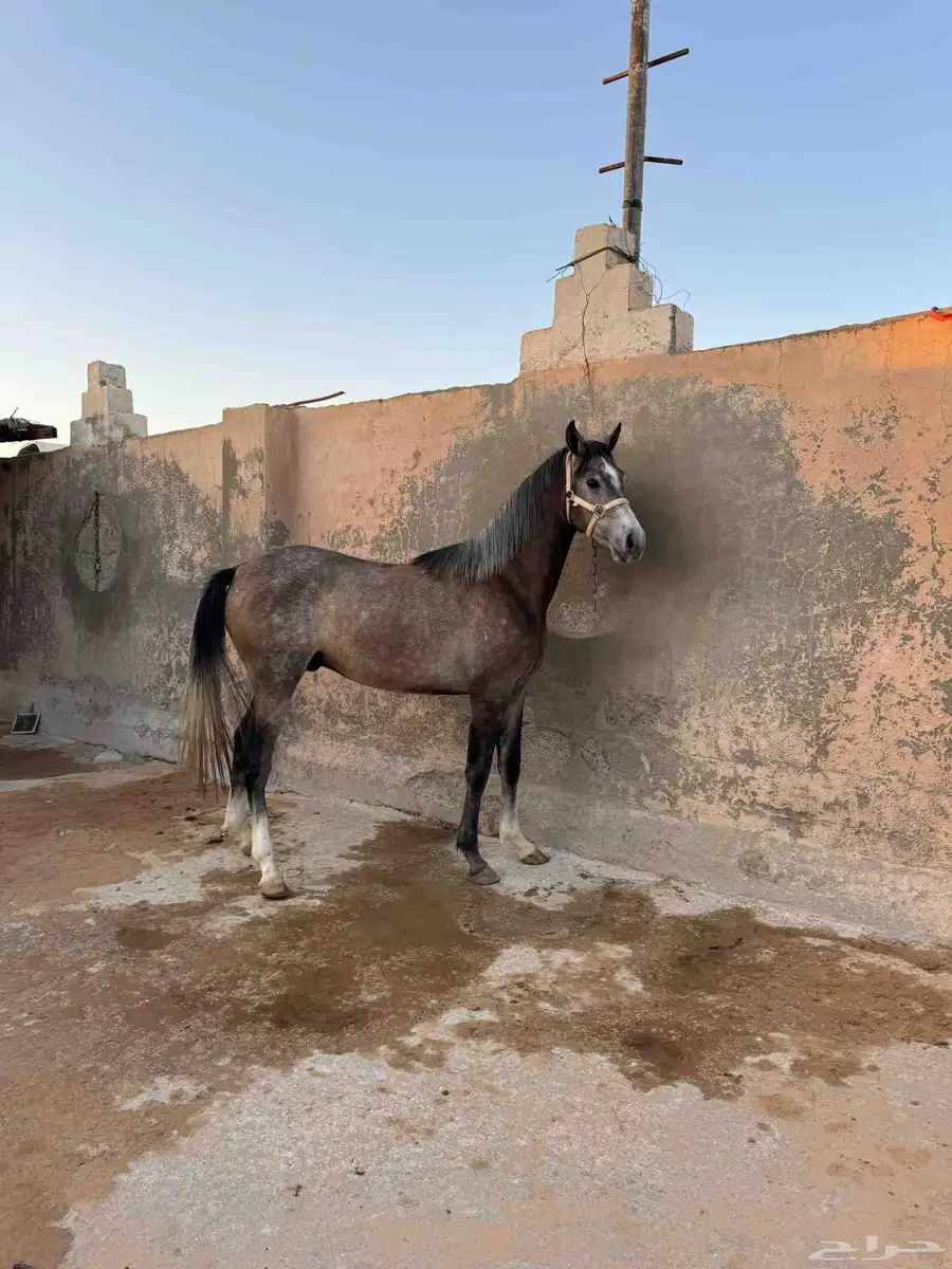 حصان عربي شعبي شيخ 0