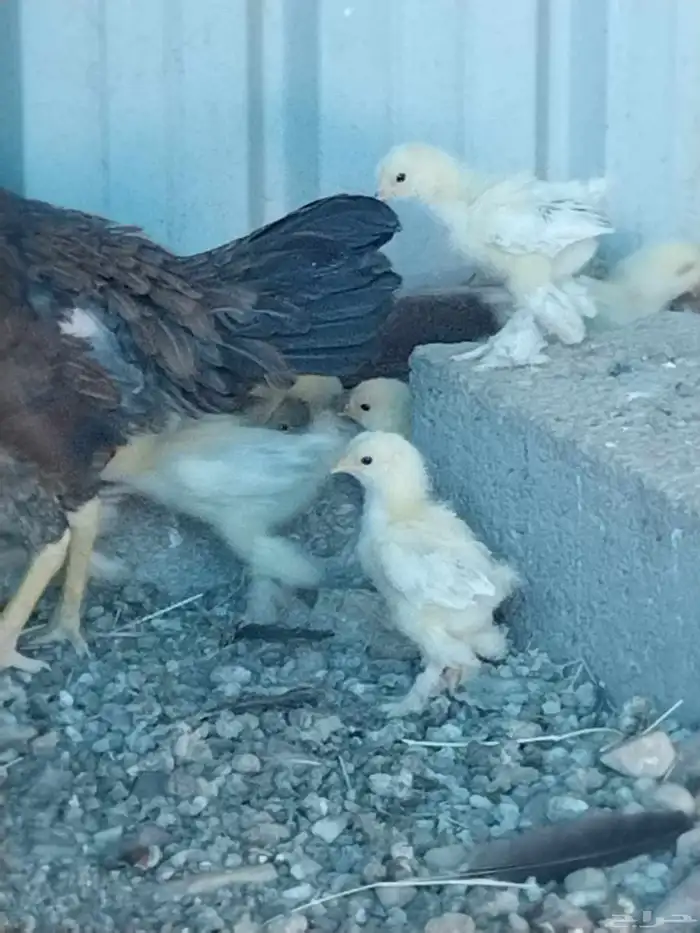 صوص براهما كونك كولومبي للبيع 2