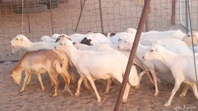 غنم رفيديات دفيع صغار سن ضان تم البيع 37