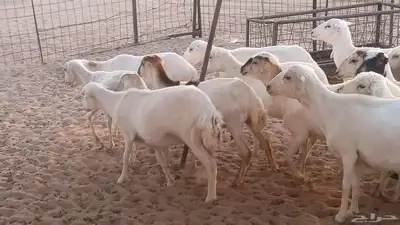 غنم رفيديات دفيع صغار سن ضان تم البيع 4