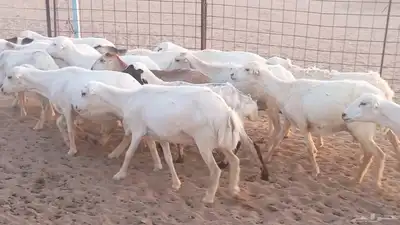 غنم رفيديات دفيع صغار سن ضان تم البيع 0