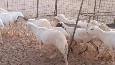غنم رفيديات دفيع صغار سن ضان تم البيع 3