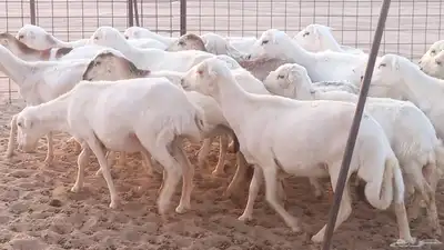 غنم رفيديات دفيع صغار سن ضان تم البيع 43
