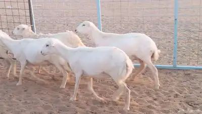غنم رفيديات دفيع صغار سن ضان تم البيع 38