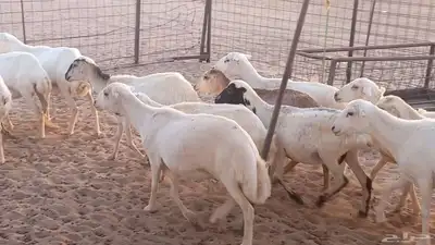غنم رفيديات دفيع صغار سن ضان تم البيع 41