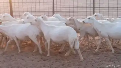 غنم رفيديات دفيع صغار سن ضان تم البيع 33