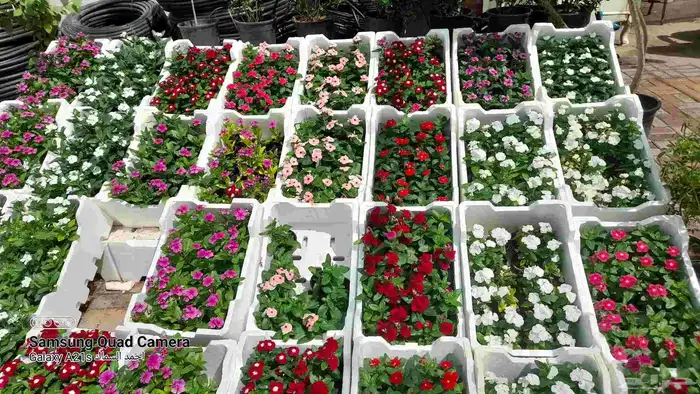 مزرعة الياسمين 5