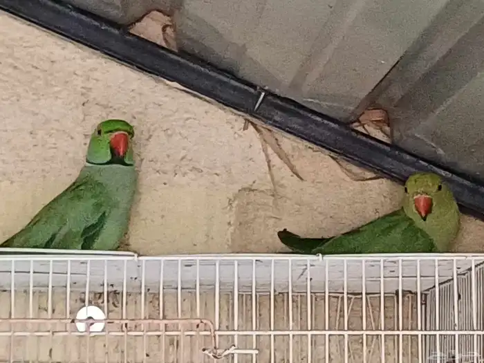 جوز درة هندي صافي منتج على كلام راعيه وفردة انثى 5