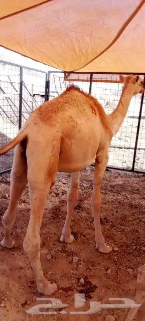 موقعنا الباحة الرياض تبوك الخرج مكة 3