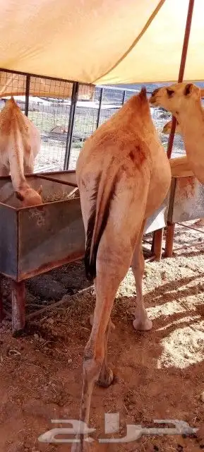 موقعنا الباحة الرياض تبوك الخرج مكة 5