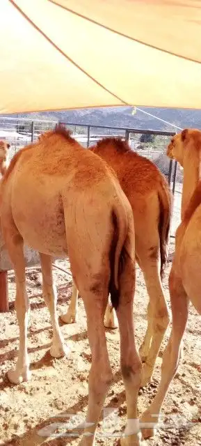 موقعنا الباحة الرياض تبوك الخرج مكة 6