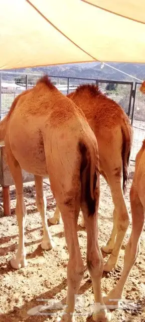 موقعنا الباحة الرياض تبوك الخرج مكة 4
