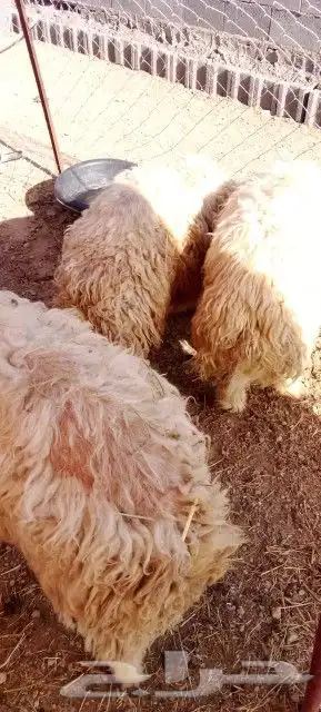 موقعنا الباحة الرياض تبوك الخرج مكة 34