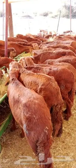 موقعنا الباحة الرياض تبوك الخرج مكة 33