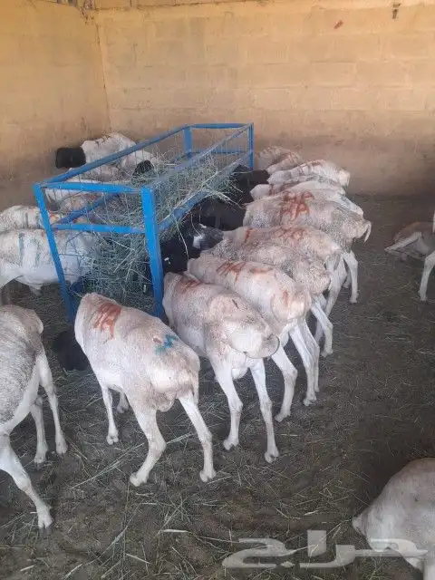 موقعنا الباحة الرياض تبوك الخرج مكة 21