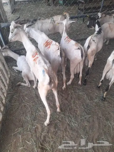 موقعنا الباحة الرياض تبوك الخرج مكة 16