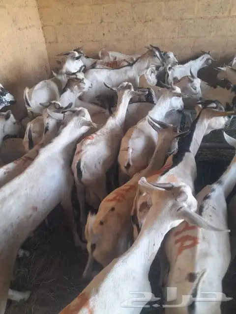 موقعنا الباحة الرياض تبوك الخرج مكة 18